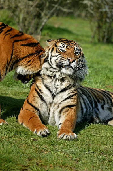 Sumatra Kaplanı Panthera Tigris Sumatrae Yetişkinler — Stok fotoğraf