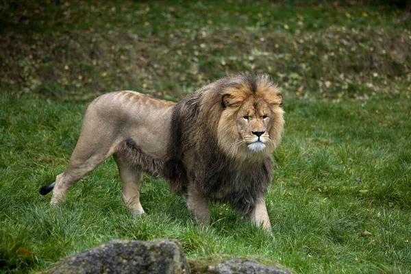 African Lion Panthera Leo — Stock fotografie