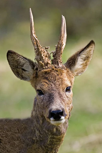 Roe Deer Capreolus Capreolus Normandiában — Stock Fotó