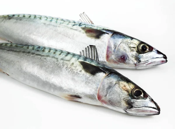 Mackerel Scomber Scombrus 白を背景にした新鮮な魚 — ストック写真