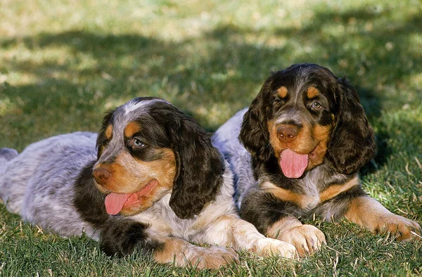 Picardy Spaniel Κουτάβια Που Βρίσκονται Στο Γρασίδι — Φωτογραφία Αρχείου