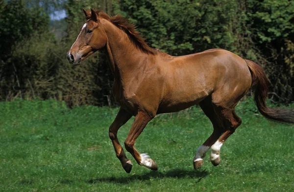 Англо Арабская Лошадь Скачущая Лугу — стоковое фото