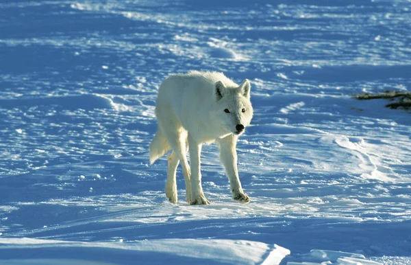 Αρκτικός Λύκος Canis Lupus Tundrarum Ενηλίκων Στέκεται Στο Χιόνι Αλάσκα — Φωτογραφία Αρχείου