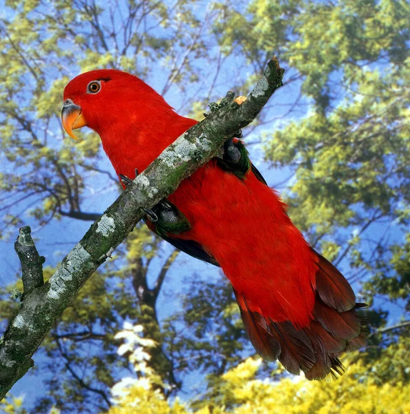 Paplający Lory Lorius Garrulus Dorosły Stojący Gałęzi — Zdjęcie stockowe