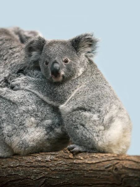 Koala Phascolarctos Cinereus Mutter Mit Jungen — Stockfoto