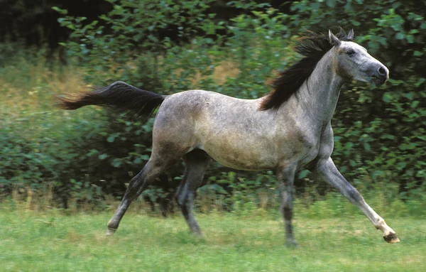 Cavalo Shagya Adulto Galopando Através Paddock — Fotografia de Stock