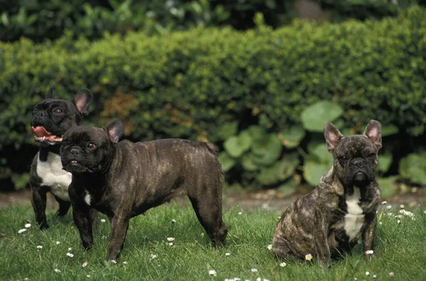 Bulldog Francés Adultos Pie Sobre Hierba — Foto de Stock
