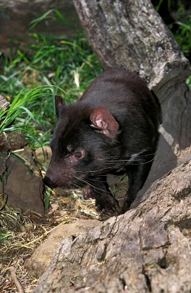 Tasmanian Devil Sarcophilus Harrisi Australia — Stock Photo, Image
