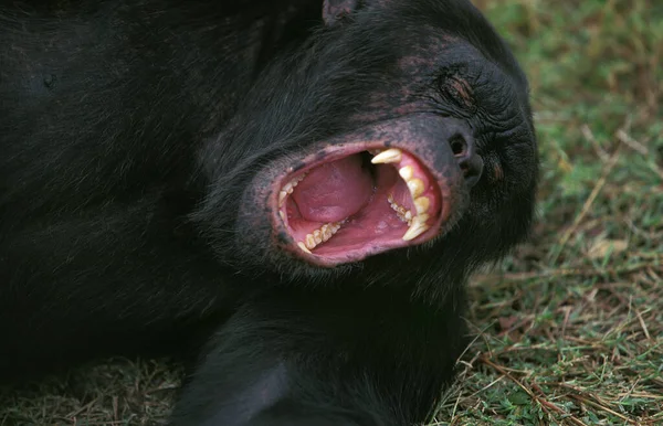 Chimpanzé Pan Troglodytes Adulto Deitado Bocejo — Fotografia de Stock