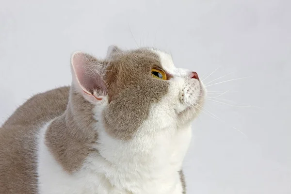 Lilac Och Vit Brittisk Stenografien Inhemsk Katt Man Mot Vit — Stockfoto
