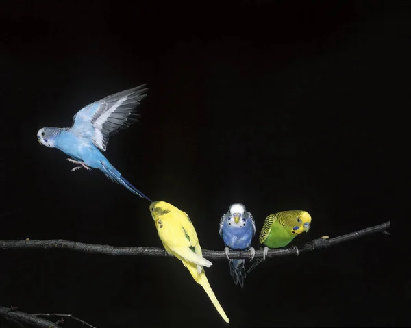 Budgerigar Melopsittacus Undulatus Grupo Contra Fundo Negro Azul Voo — Fotografia de Stock