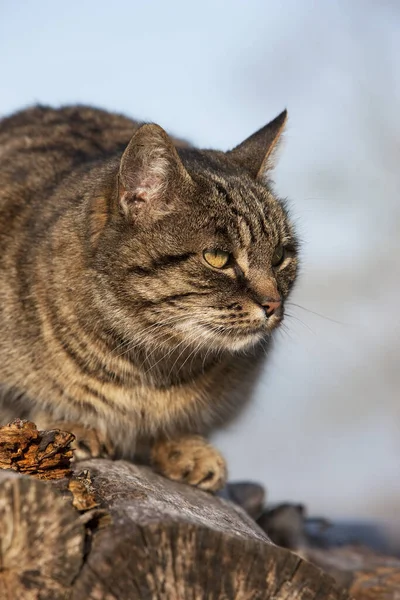 Brown Tabby Domestic Cat Weibchen Auf Holzstapel Stehend Normandie — Stockfoto