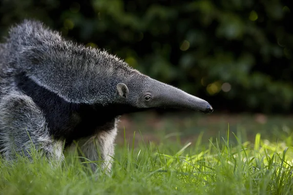 Giant Anteater Myrmecophaga Tridactyla Young Female — Stock Photo, Image