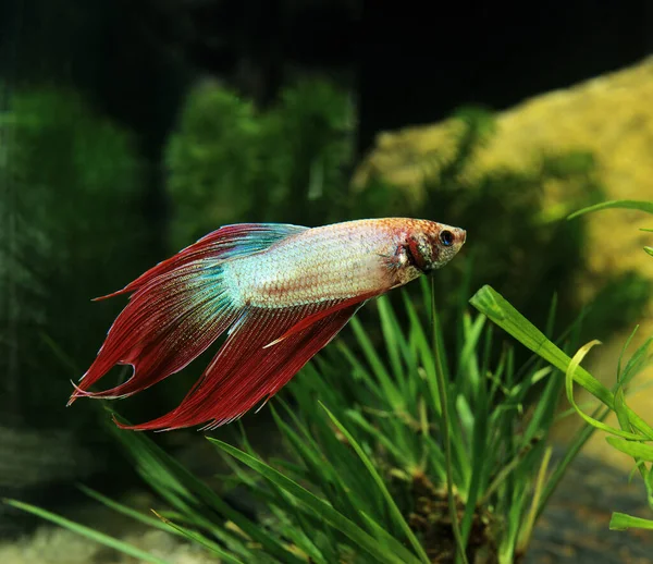 Combat Des Poissons Betta Splendens Aquatium Fish — Photo