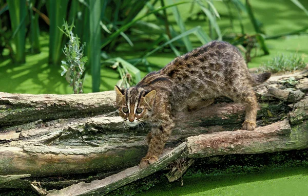 Leopardenkatze Prionailurus Bengalensis Erwachsenenfischen Sumpf — Stockfoto