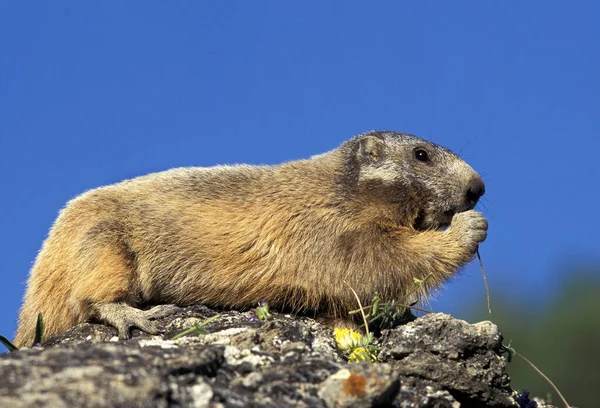 Marmota Alpina Marmota Marmota Adulto Parado Sobre Rocas Planta Alimenticia — Foto de Stock