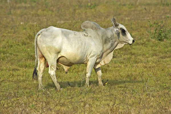 Taureau Bovins Domestiques Los Lianos Venezuela — Photo