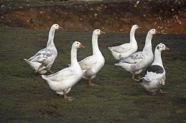Norman Goose Calvados Normandía — Foto de Stock