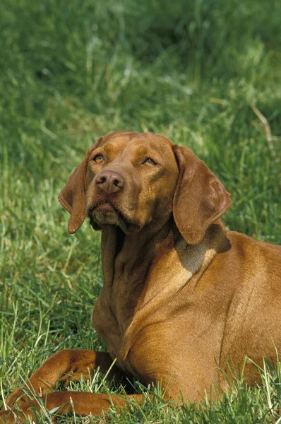 Puntero Húngaro Perro Vizsla Adulto Pie Sobre Hierba —  Fotos de Stock