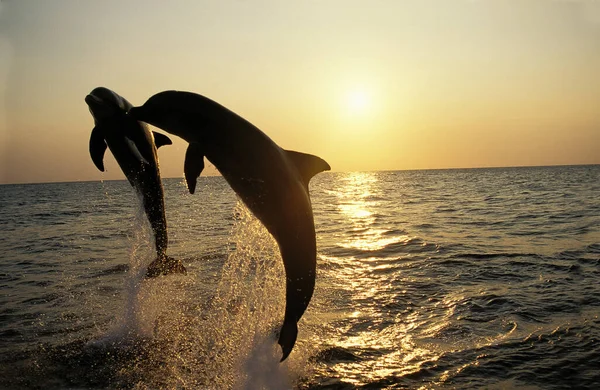 Bottlenose Dolphin Tursiops Truncatus Leap Sunset Honduras — стокове фото