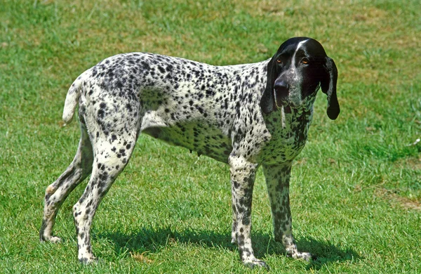 Chien Pointeur Auvergne Bleu Adulte Debout Sur Pelouse — Photo