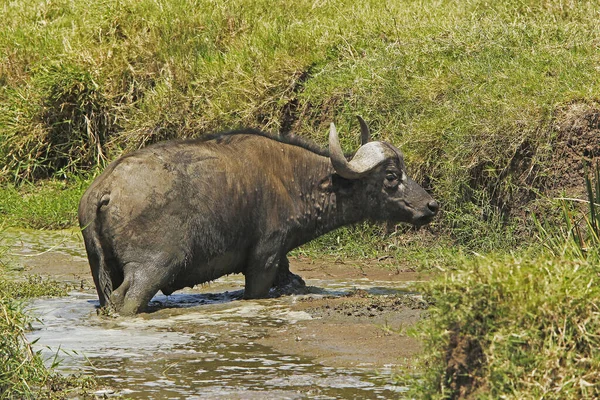 Afrikansk Buffel Syncerus Caffer Vuxenkorsning Vattenhål Masai Mara Park Kenya — Stockfoto