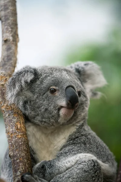 Koala Phascolarctos Cinereus Portret Kobiety — Zdjęcie stockowe