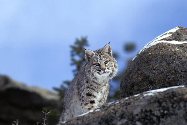 Bobcat Lynx Rufus Adulto Rocks Canadá — Fotografia de Stock