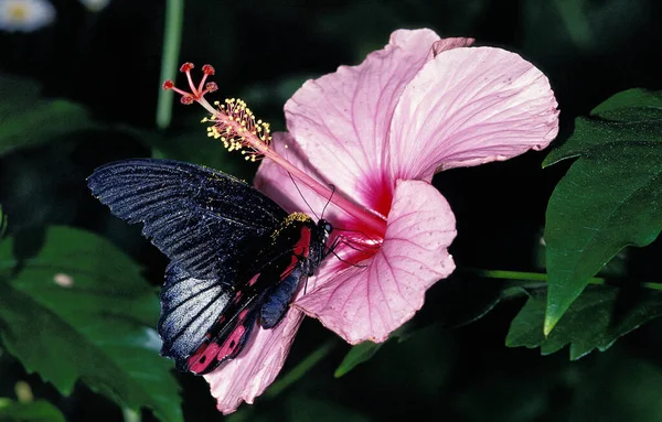 Papillon Mormon Commun Papilio Polytes Debout Sur Fleur Hibiscus — Photo