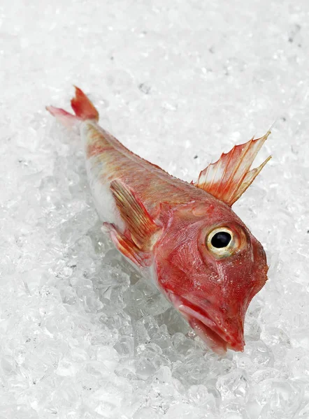 Gurnard Trigla Cuculus Fresh Fish Ice — Stock Photo, Image