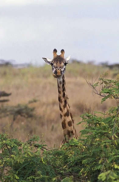 Girafa Rothschild Girafa Camelopardalis Rothschildi Parque Samburu Quênia — Fotografia de Stock