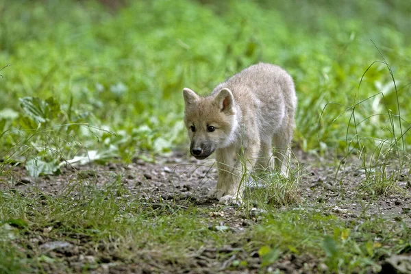 Wolf Arctic Canis Lupus Tundrarum — Foto de Stock