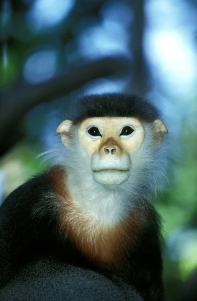 Douc Monkey Pygathrix Nemaeus Retrato Adulto — Foto de Stock