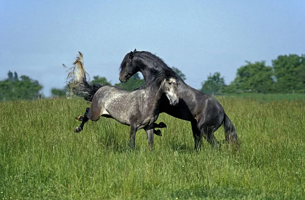 Cavalo Lusitano Garanhões Lutando — Fotografia de Stock