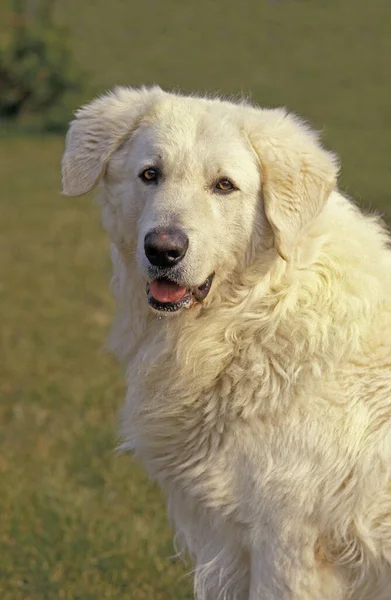 Kuvasz Dog Πορτρέτο Ενηλίκων — Φωτογραφία Αρχείου