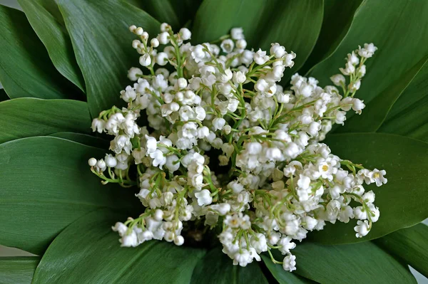 Lily Údolí Rekonvallaria Majalis — Stock fotografie