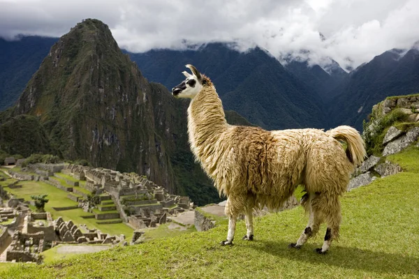 Lama Lama Glama Machu Picchu Peru — Stockfoto