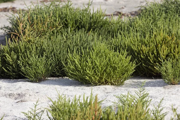 Samphire Salicornia Yumaque Beach Paracas Nationl Park Peru — Fotografia de Stock