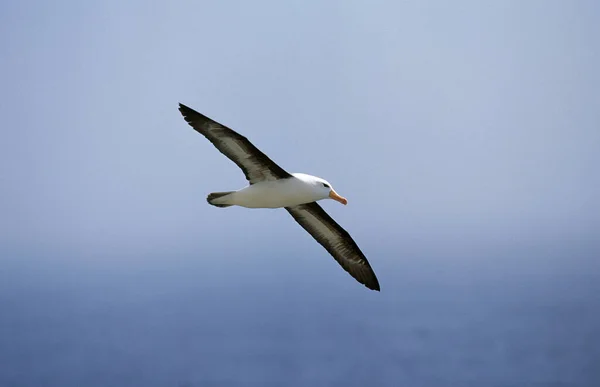 Fekete Böngészésű Albatros Diomedea Melanophris Felnőtt Repülés Közben Drake Passage — Stock Fotó