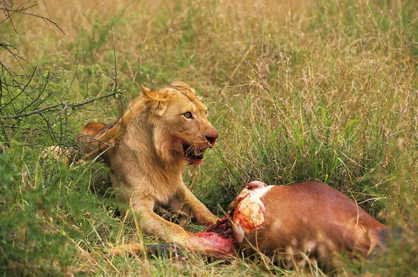Leão Africano Pantera Leo Jovem Masculino Com Matança Topi Masai — Fotografia de Stock