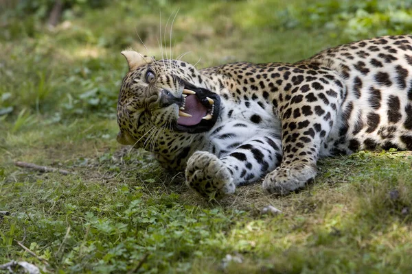 Amur Leopard Panthera Pardus Orientalis Nincs Magyar Neve — Stock Fotó