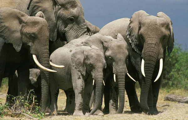 Afrikai Elefánt Loxodonta Africana Csorda Alvás Amboseli Park Kenyában — Stock Fotó