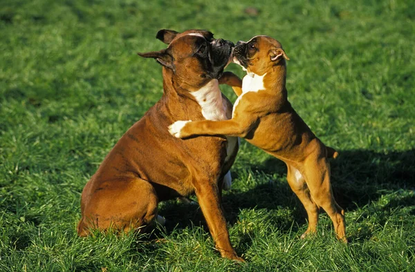 Boxer Dog Old Standard Breed Cut Ears お母さんはパップと遊ぶ — ストック写真