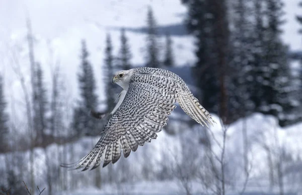 Gyrfalcon, Falco Rusticolus, Yetişkin Uçuşu, Kanada  