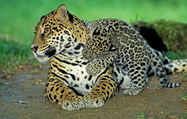 Jaguar Panthera Onca Mãe Brincando Com Cub — Fotografia de Stock