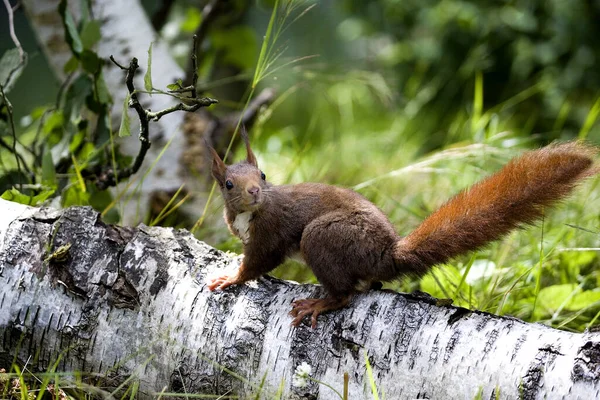 Squirrel Rouge Sciurus Vulgaris Normandie — Photo
