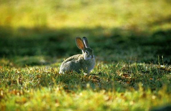 Pustynia Cottontail Rabbit Lub Audubon Cottontail Sylvilagus Audubonii — Zdjęcie stockowe