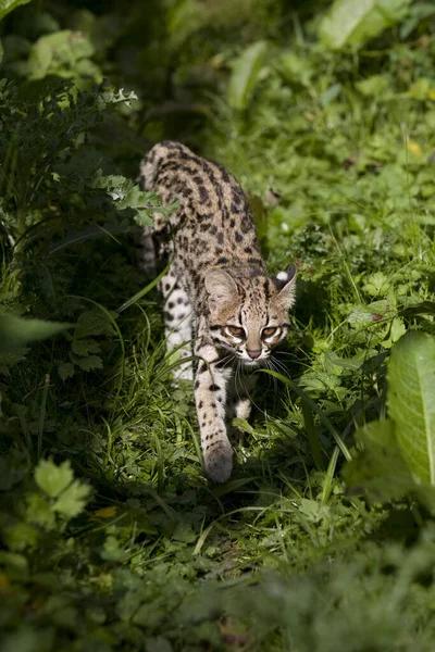 Tiger Cat Oncilla Leopardus Tigrinus — Stock fotografie