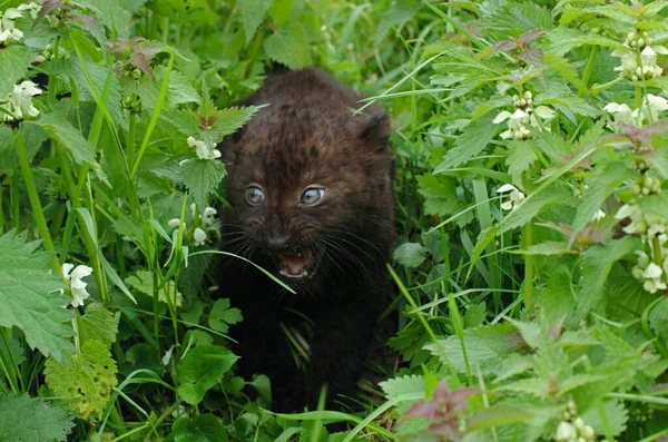Black Panther Panthera Pardus Cub — 스톡 사진