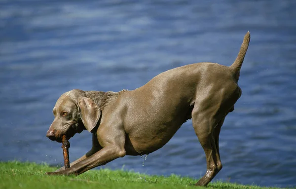 Weimar Pointer Dog Man Leker Med Bit Trä — Stockfoto